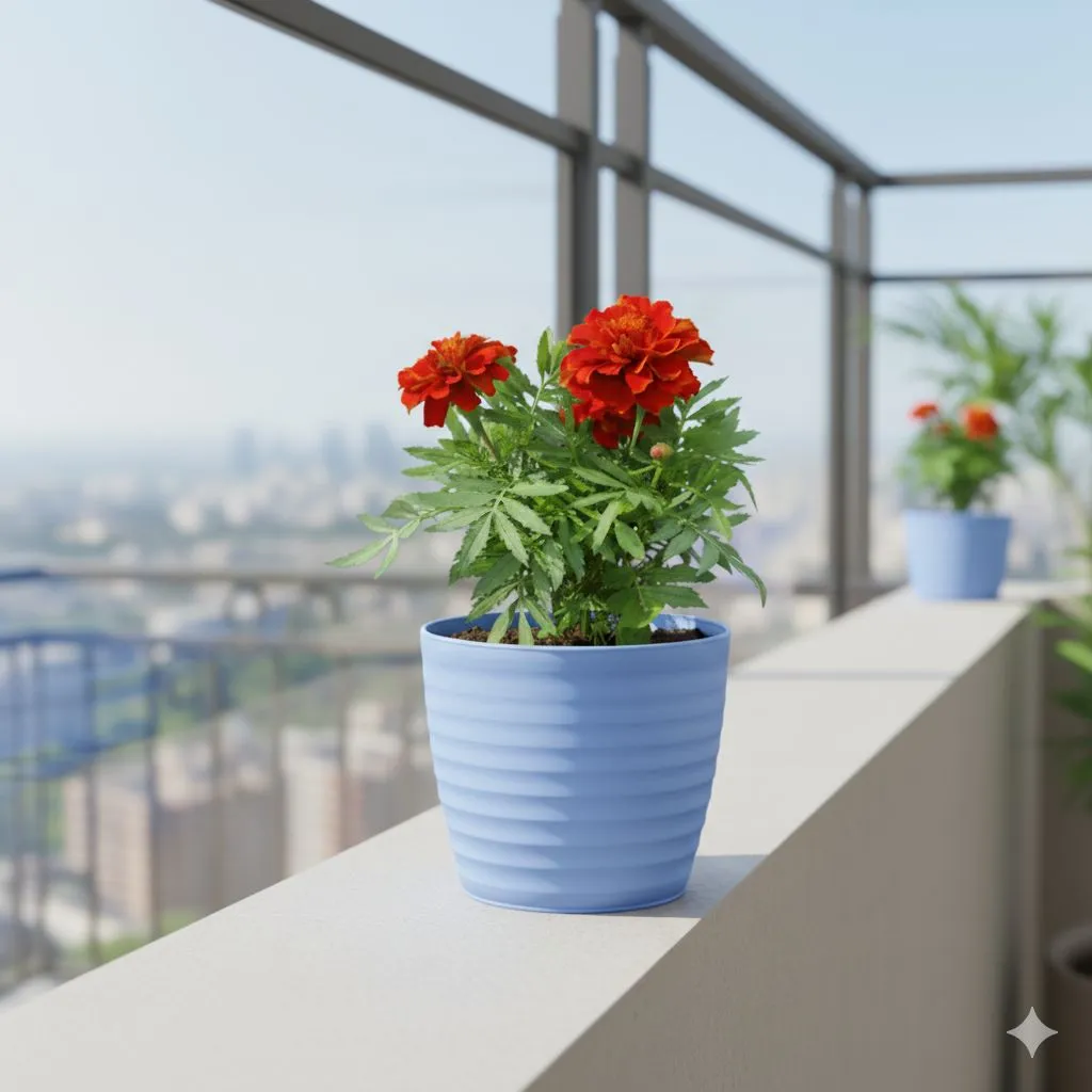 Marigold / Genda Jafri (Any Colour) in 5 Inch Elvan Blue Avora Premium Plastic Planter