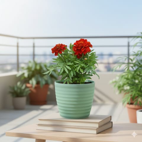 Marigold / Genda Jafri (Any Colour) in 5 Inch Live Fresh Plant Pastel Green Avora Premium Plastic Planter in Vasundhara