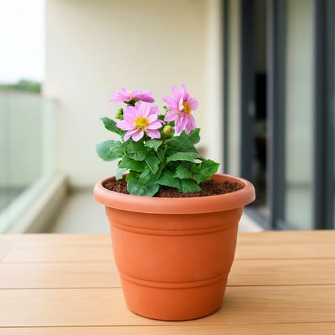Zinnia (Any Colour) in 8 Inch Terracotta Red Classy Plastic Pot