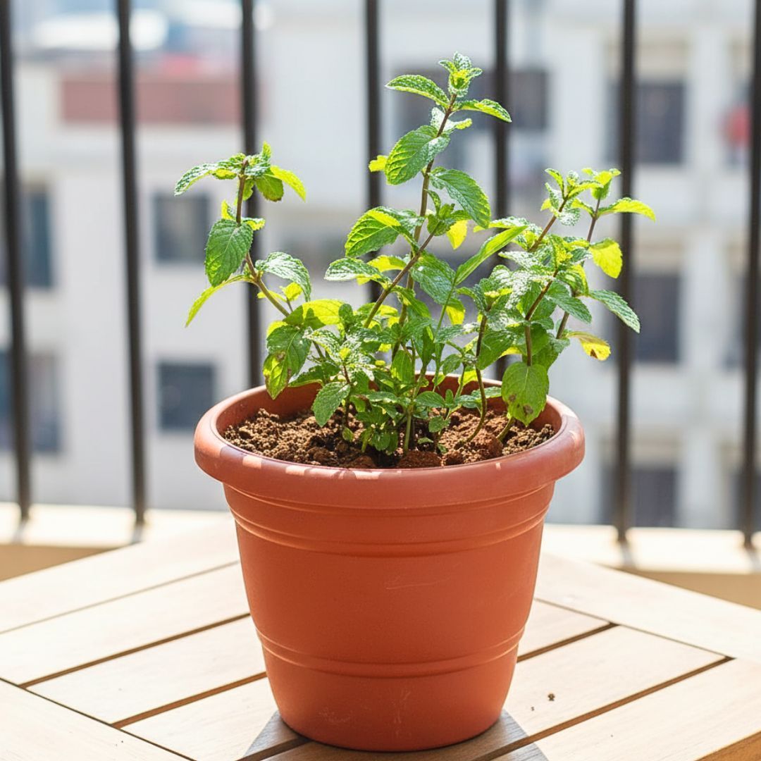 Mint / Pudina in 8 Inch Terracotta Red Classy Plastic Pot