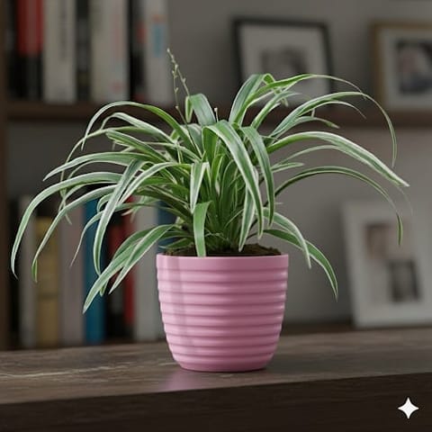 Spider Green in 5 Inch Candy-Blush Pink Avora Premium Plastic Planter