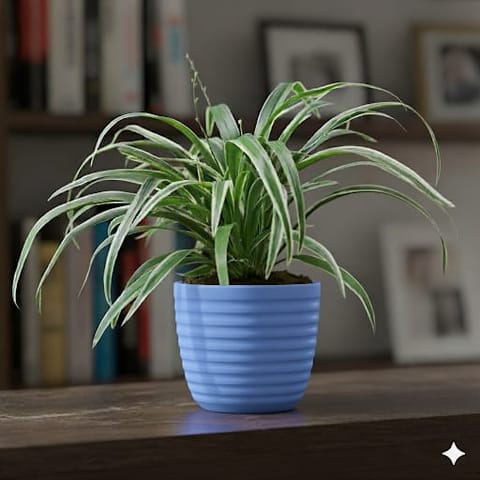 Spider Green in 5 Inch Elvan Blue Avora Premium Plastic Planter