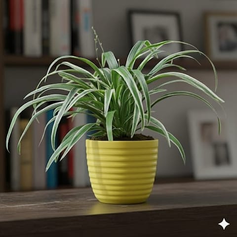 Spider Green in 5 Inch Bloom Yellow Avora Premium Plastic Planter