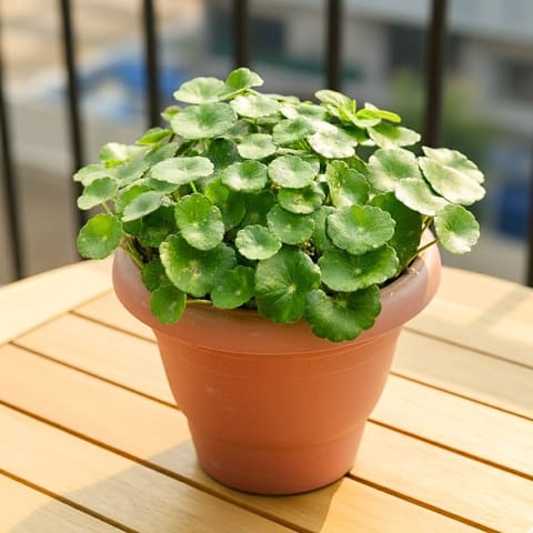Brahmi Dollar / Pennywort / Coin Plant in 8 Inch Terracotta Red Classy Plastic Pot
