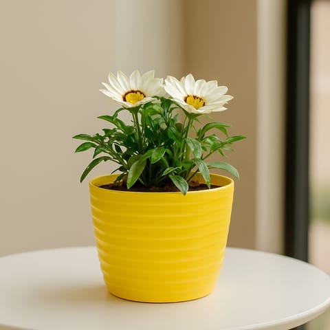 Gazania (Any Colour) in 5 Inch Bloom Yellow Avora Premium Plastic Planter