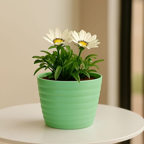Gazania (Any Colour) in 5 Inch Pastel Green Avora Premium Plastic Planter