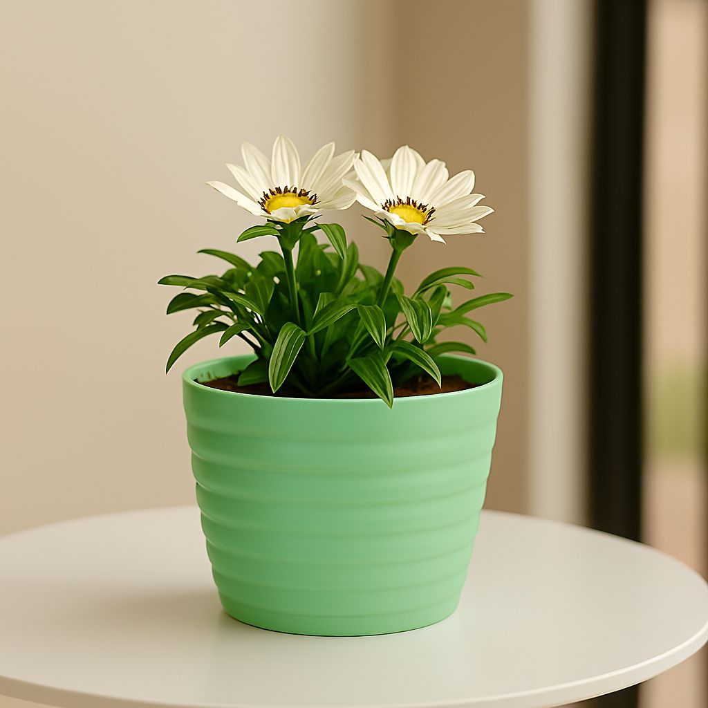 Gazania (Any Colour) in 5 Inch Pastel Green Avora Premium Plastic Planter