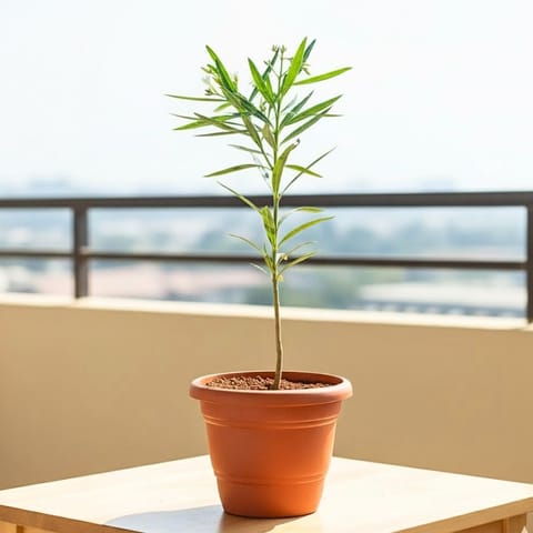 Kaner / Oleander (Any Colour) in 8 Inch Terracotta Red Classy Plastic Pot