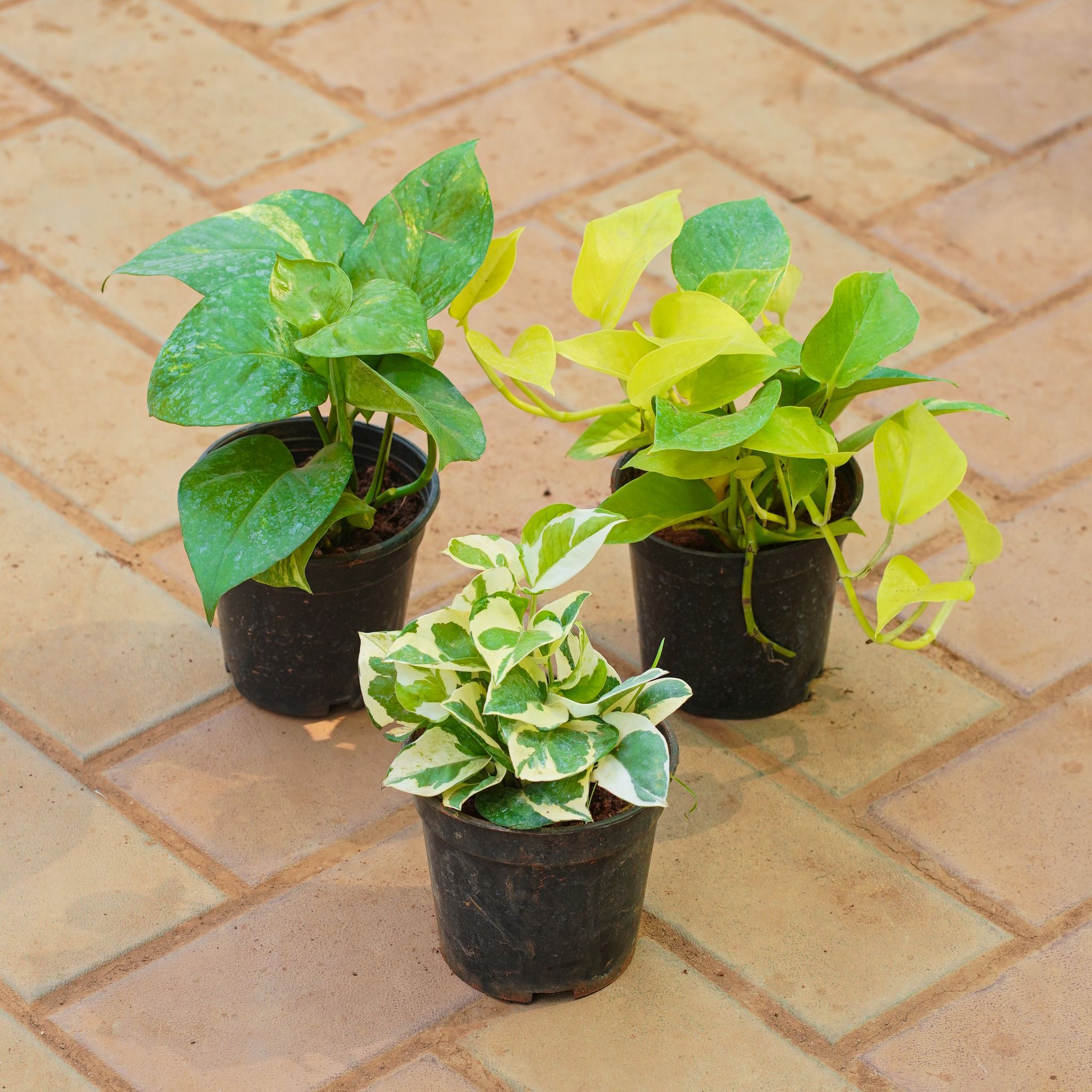Set of 3 - Money Plant (Green, Golden & N'Joy) in 4 Inch Nursery Pot