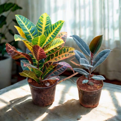 Set of 2 - Croton Petra & Rubber Black in 5 Inch Nursery Pot