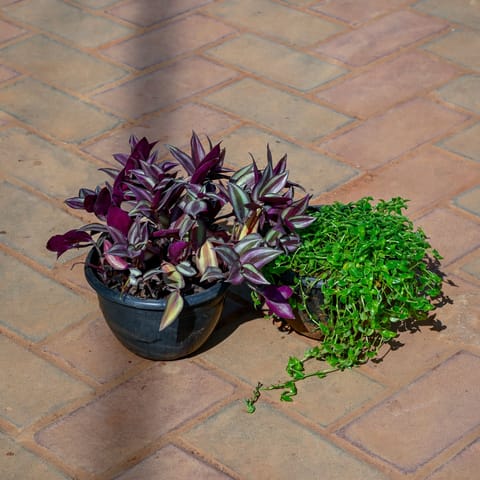 Set Of 2 - (Turtle Vine Green & Wandering Jew) in 5 Inch Nursery Pot