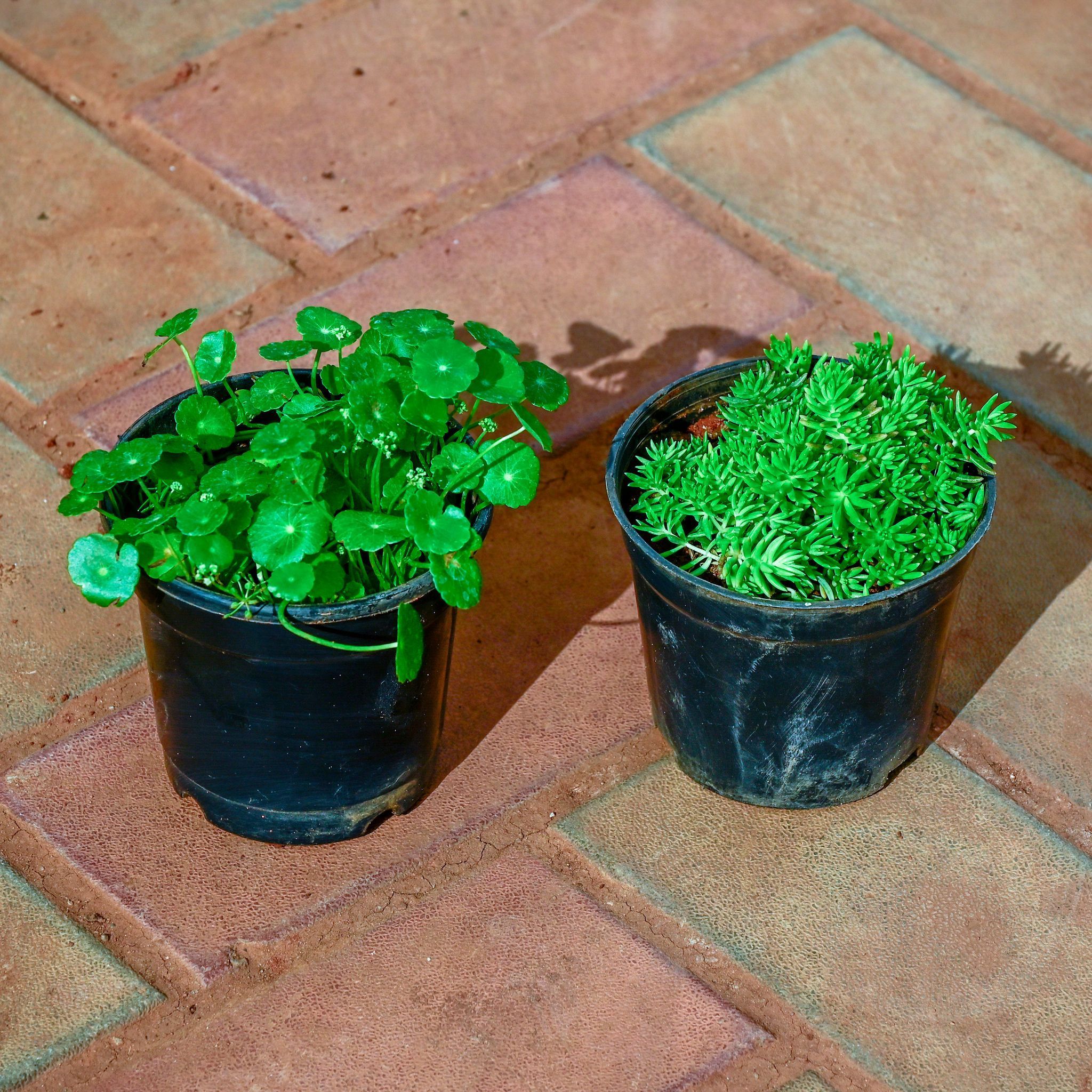 Set of 2 - Pennywort / Brahmi Dollar & Sedum Green Succulent in 4 Inch Nursery Pot