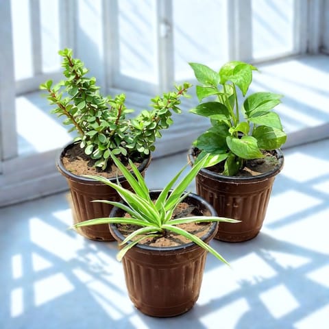 Indoor Little Green Trio - Set of 3 - Money Plant Green, Jade & Spider in 6 Inch Black Super Nursery Pot