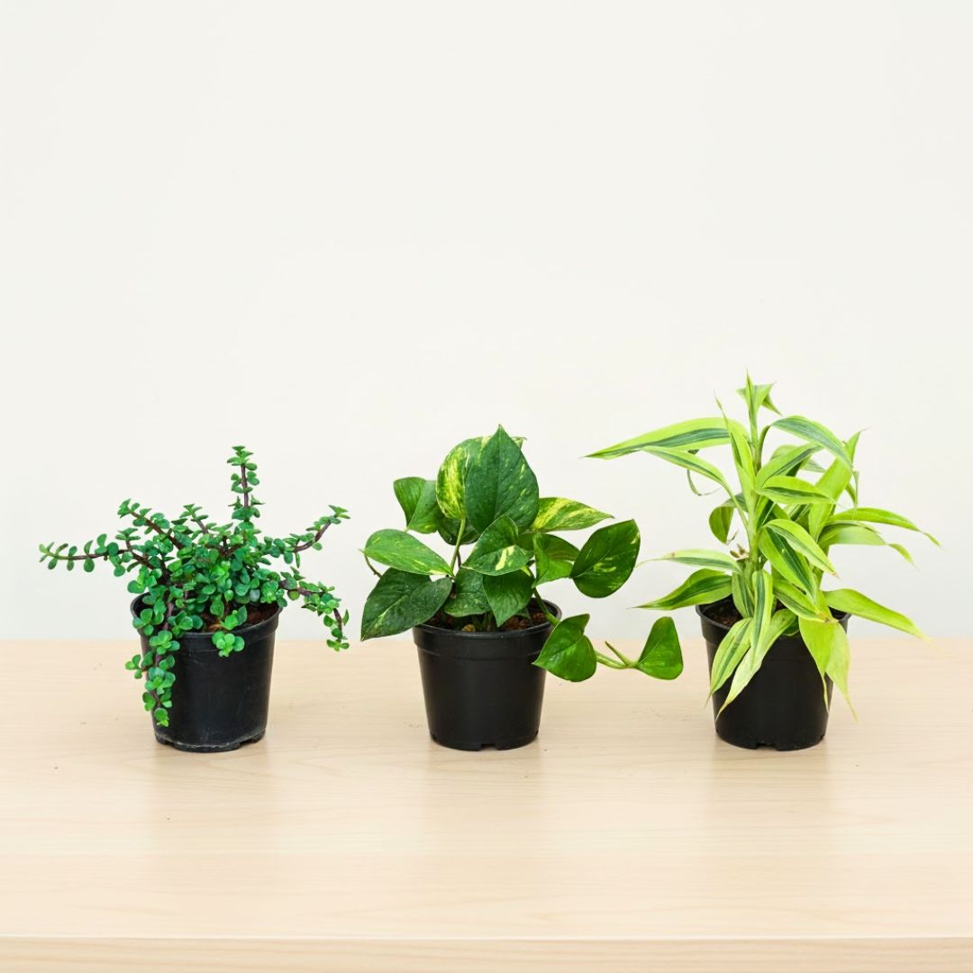 Set of 3 - Jade, Money Plant Green & Lucky Bamboo Golden in 4 Inch Nursery Pot