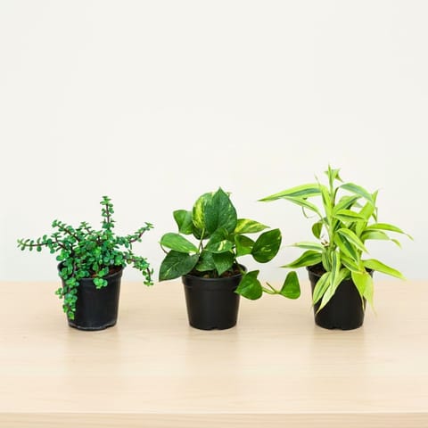 Set of 3 - Jade, Money Plant Green & Lucky Bamboo Golden in 4 Inch Nursery Pot