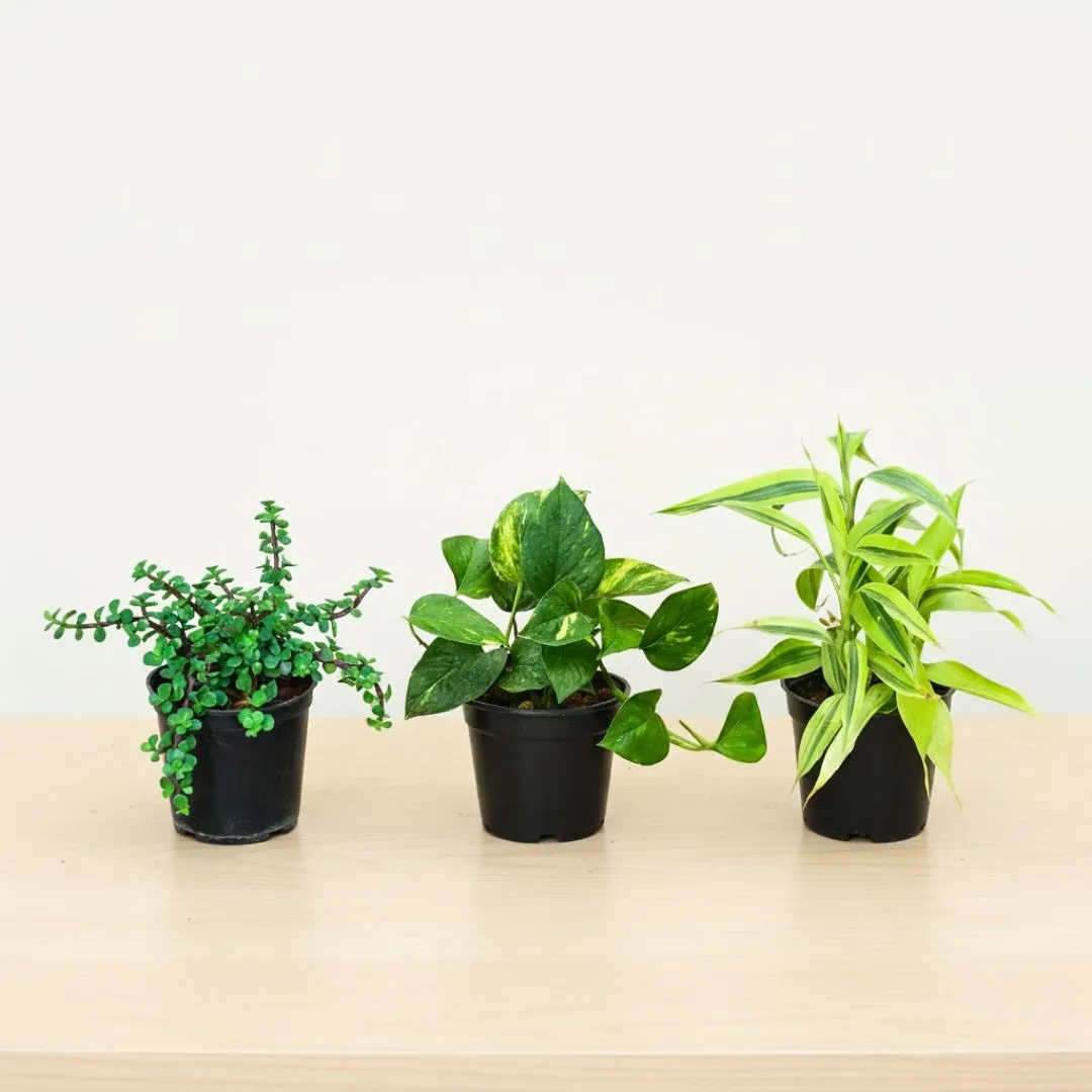 Prosperity Bundle - Jade, Money Plant & Lucky Bamboo in 4 Inch Nursery Pot