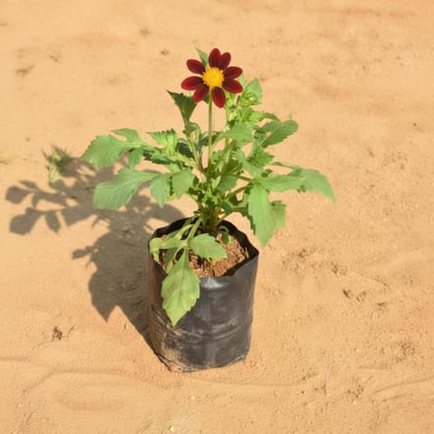 Dahlia (Any Colour) in 4 Inch Nursery Bag