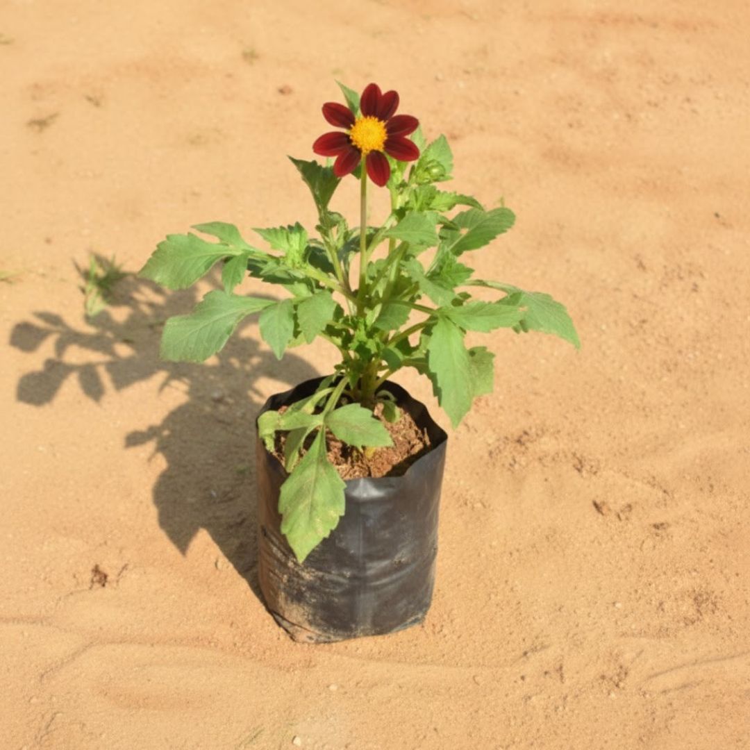 Dahlia (Any Colour) in 4 Inch Nursery Bag