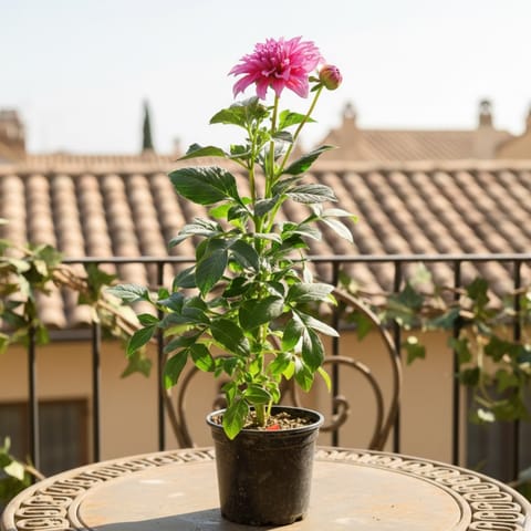 Dahlia (Any Colour) in 6 Inch Nursery Pot