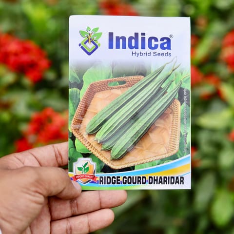 Ridge Gourd / Dhari Tori Seeds - Excellent Germination