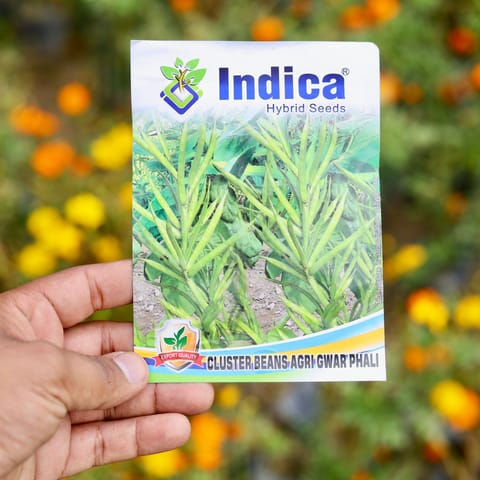 Cluster Beans /Gwar Seeds - Excellent Germination