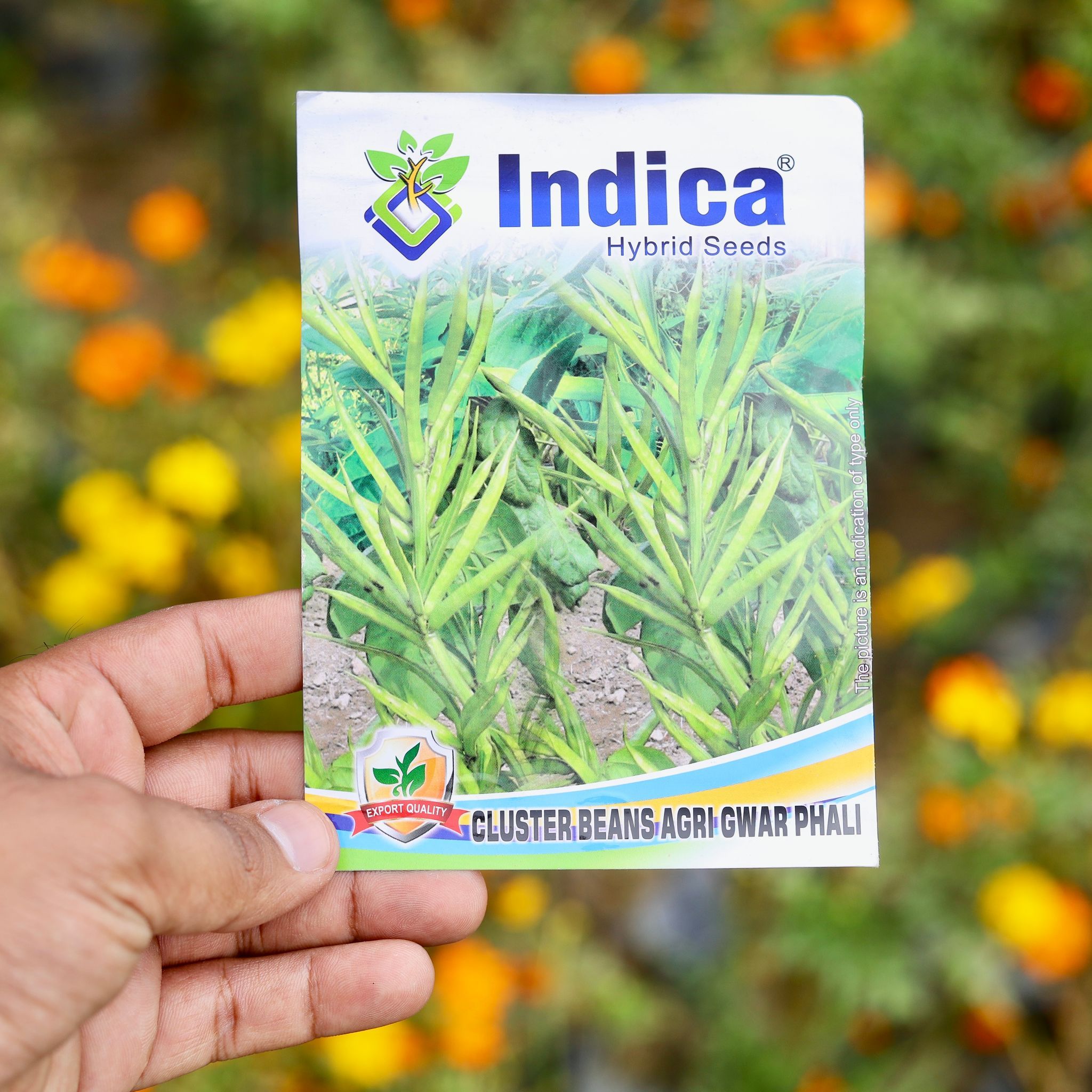 Cluster Beans /Gwar Seeds - Excellent Germination