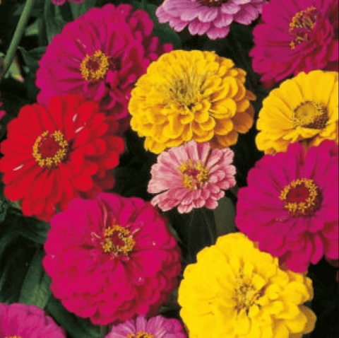 Zinnia Double Mix Seeds - Excellent Germination
