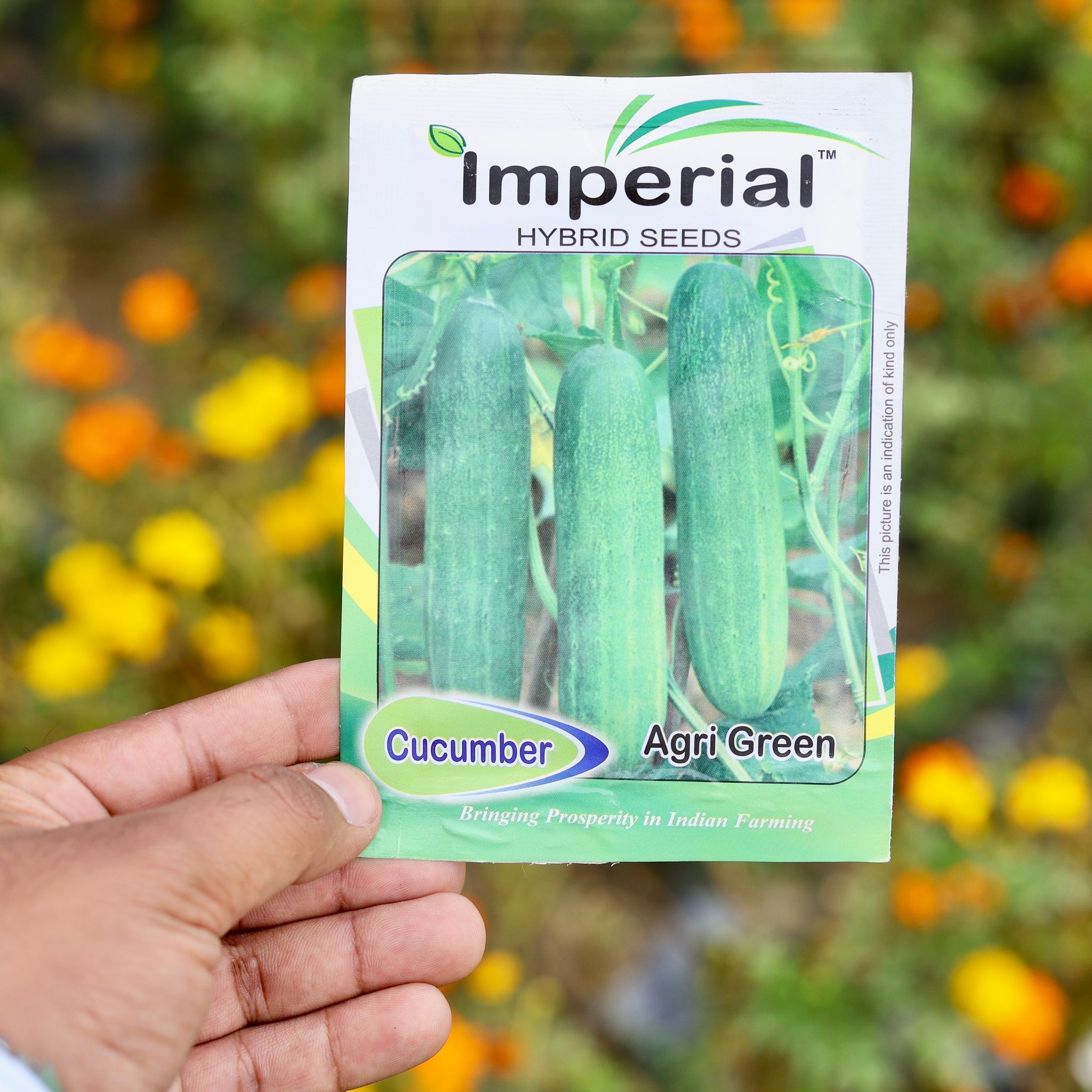 Cucumber / Kheera seed - Excellent Germination