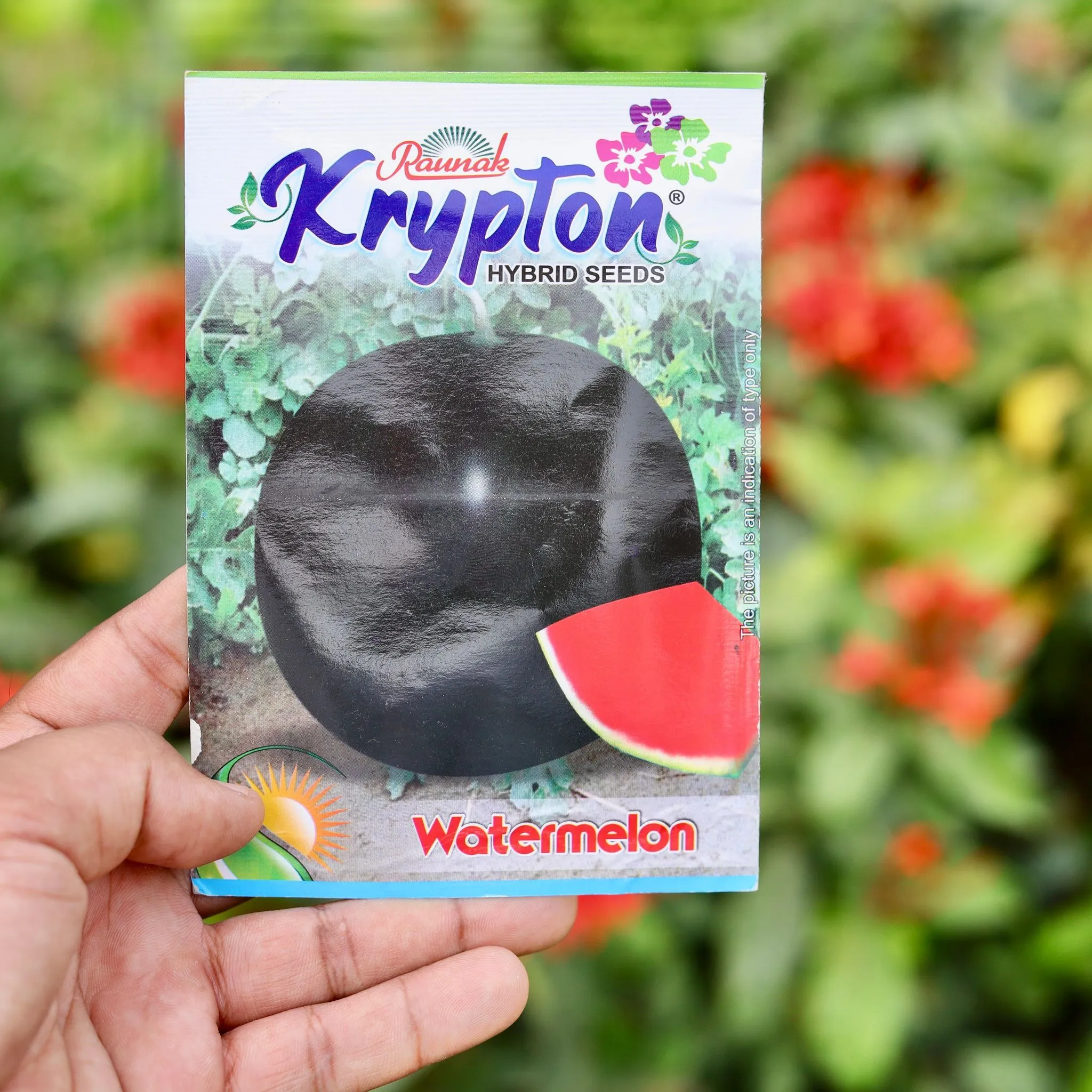Watermelon Round Seeds - Excellent Germination