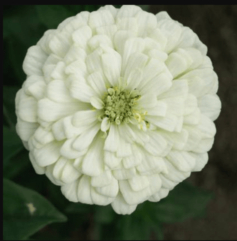 Zinnia White Seeds  - Excellent Germination Summer Seeds