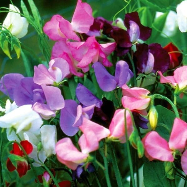 Sweet Pea Seeds - Excellent Germination