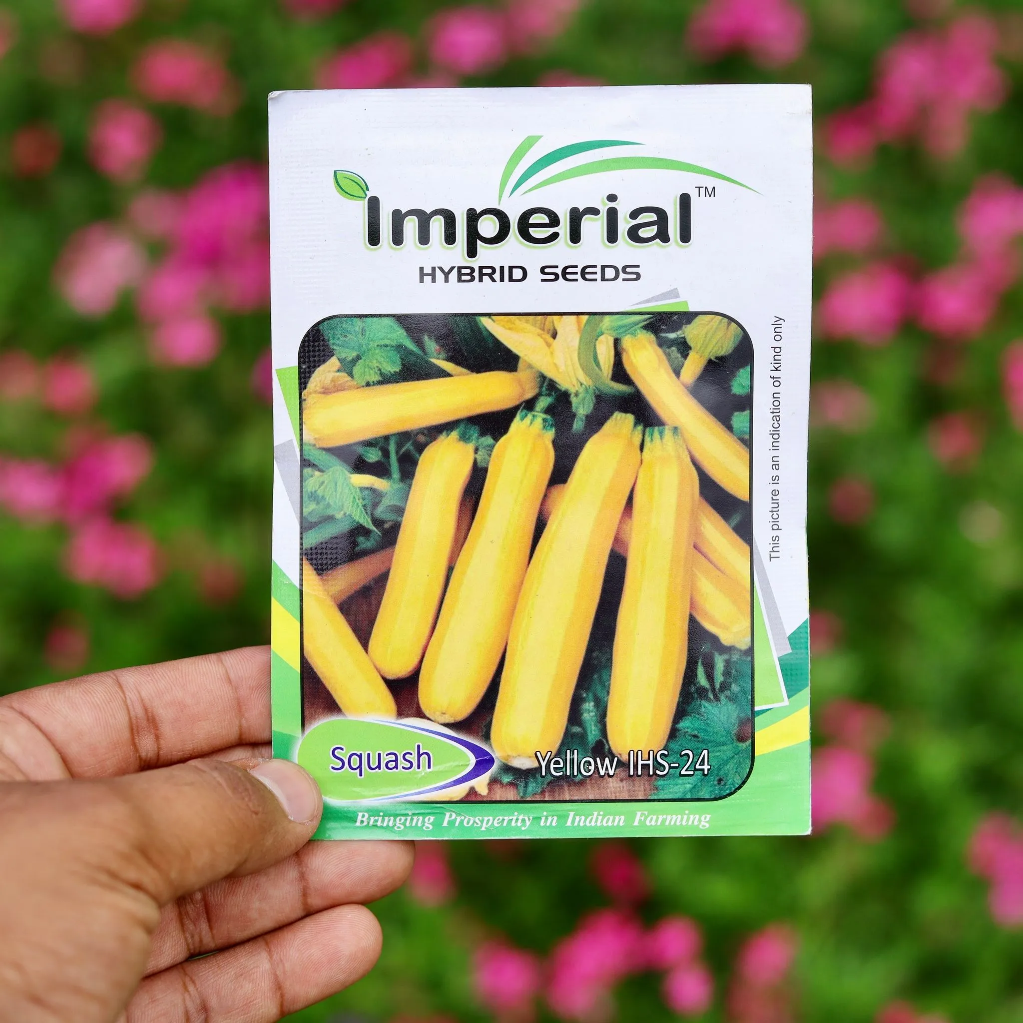 Squash Yellow / Zucchini - Excellent Germination