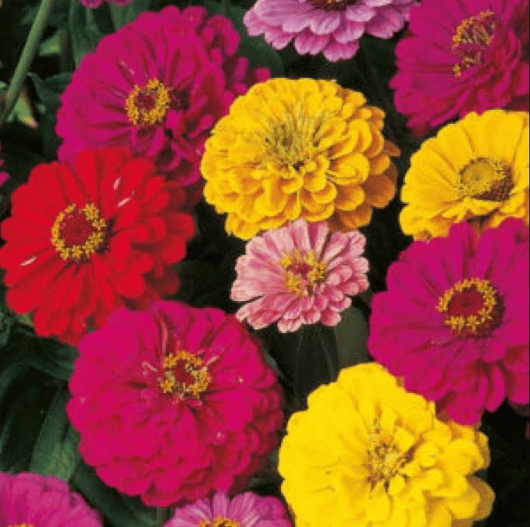 Zinnia Double Mix Seeds - Excellent Germination