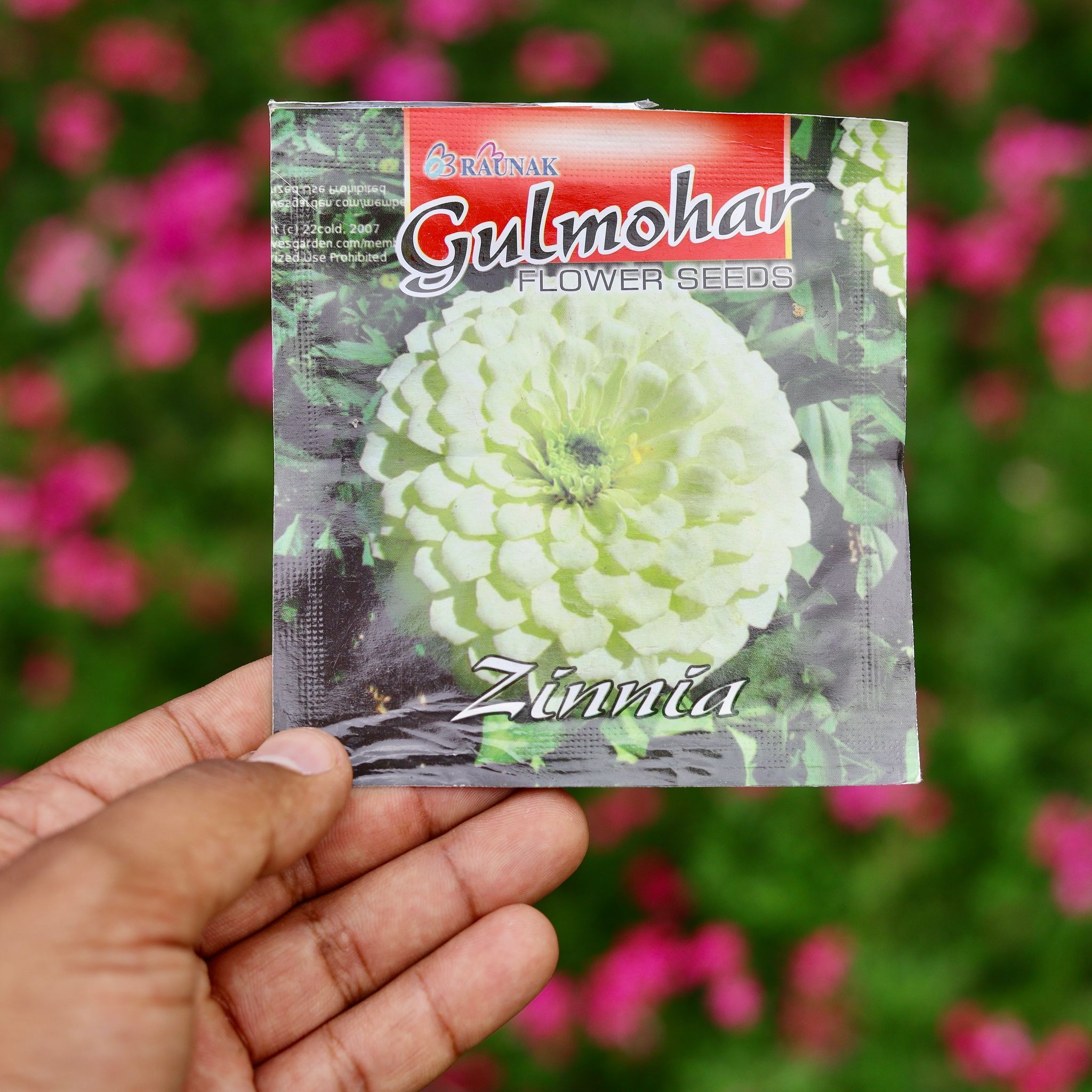 Zinnia White Seeds  - Excellent Germination Summer Seeds