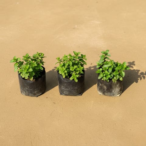 Set Of 3 - Mint / Pudina in 3 Inch Nursery Bag