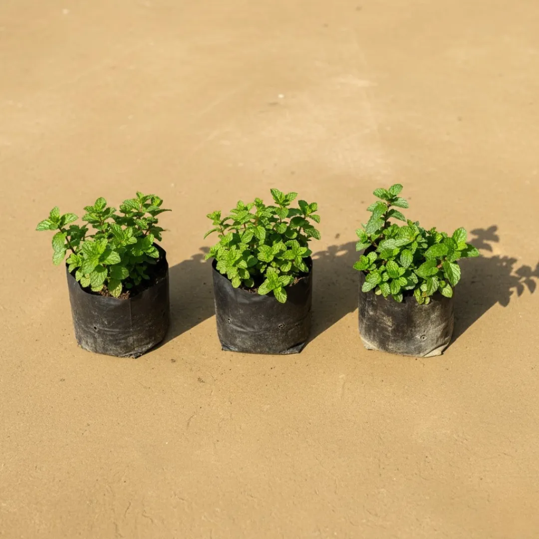 Set Of 3 - Mint / Pudina in 3 Inch Nursery Bag