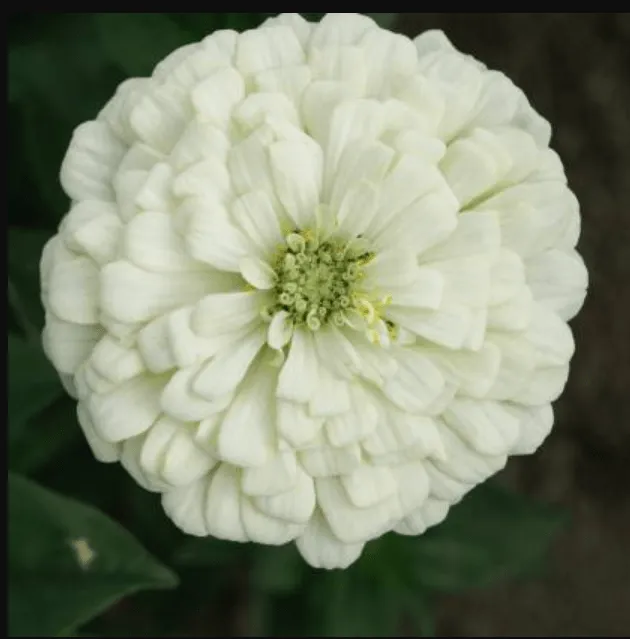 Zinnia White Seeds - Excellent Germination Summer Seeds