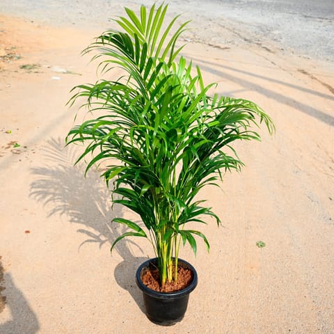 Areca Palm (~ 2 Ft) in 8 Inch Nursery Pot