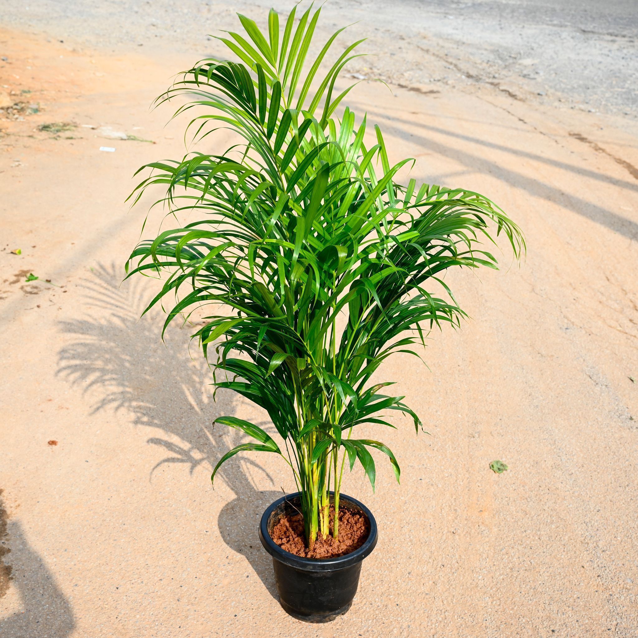Areca Palm (~ 2 Ft) in 8 Inch Nursery Pot