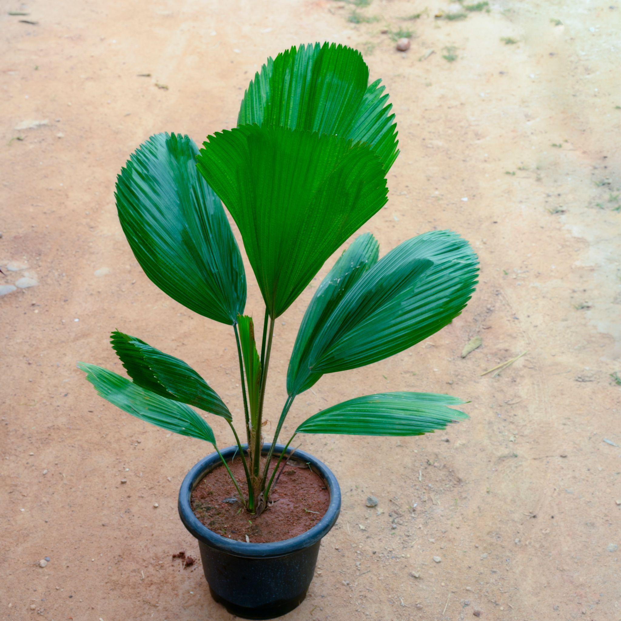 Ruffled Fan Palm in 12 Inch Nursery Pot
