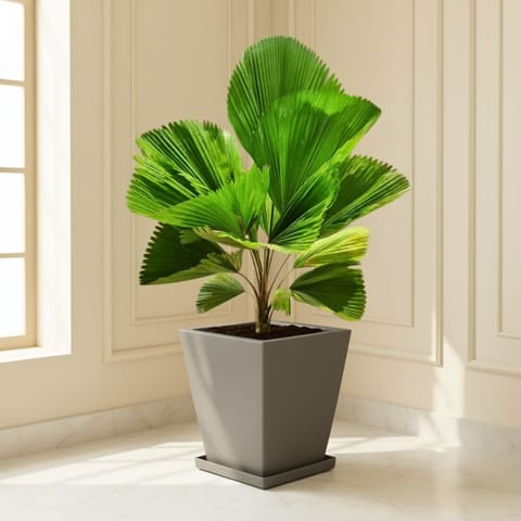 Ruffled Fan Palm in 12 X 10 Inch Grey Premium Blaze Fiberglass Planter