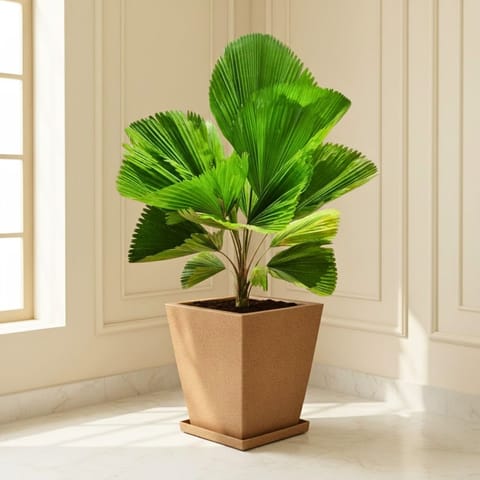 Ruffled Fan Palm in 12 X 10 Inch Sandstone Premium Blaze Fiberglass Planter