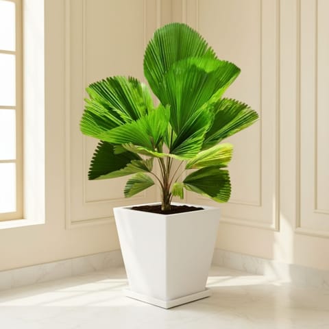 Ruffled Fan Palm in 12 X 10 Inch White Premium Blaze Fiberglass Planter