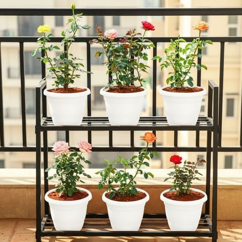 Rosy Romance - Set of 6 - Rose / Gulab (Any Colour) in 8 Inch White Classy Plastic Pot
