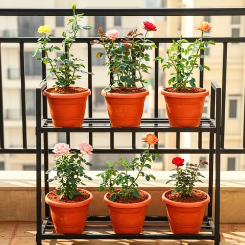 Six Rose / Gulabs of Romance - Set of 6 - Rose / Gulab (Any Colour) in 8 Inch Terracotta Red Classy Plastic Pot