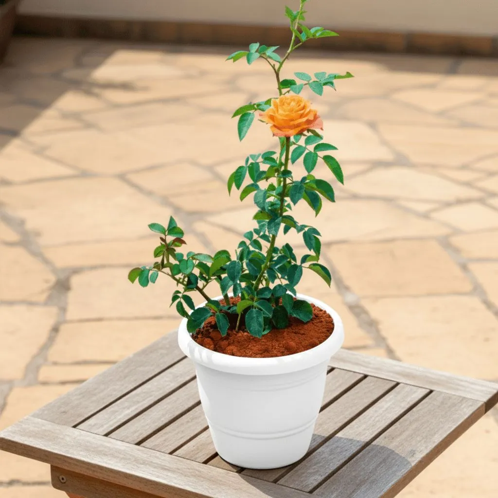 Rose / Gulab (Any Colour) in 8 Inch White Classy Plastic Pot