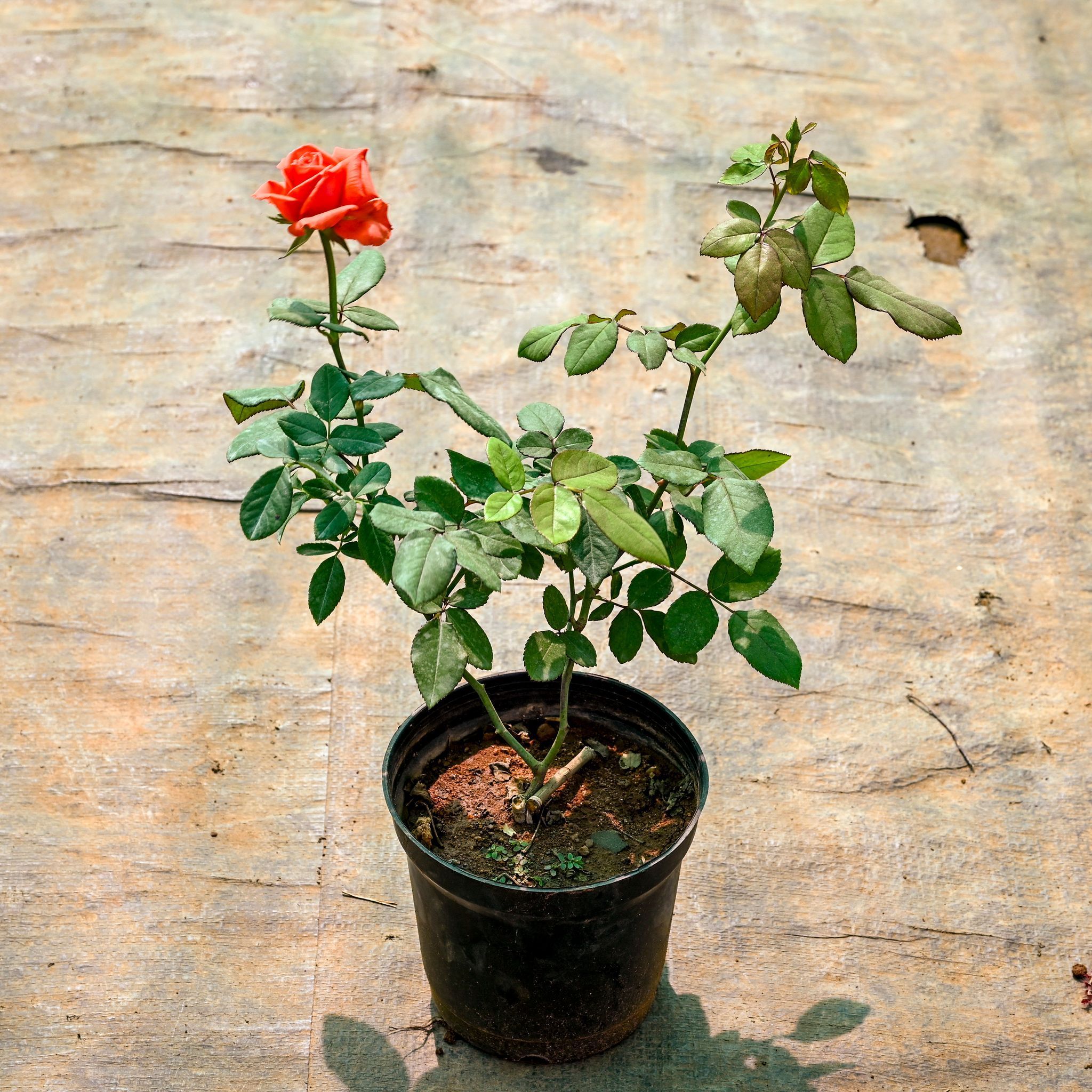 Rose / Gulab (Any Colour) in 6 Inch Black Super Nursery Pot