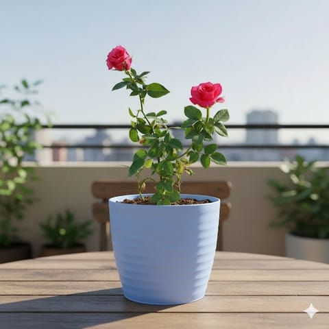 Rose / Gulab (Any Colour) in 6 Inch Elvan Blue Avora Premium Plastic Planter