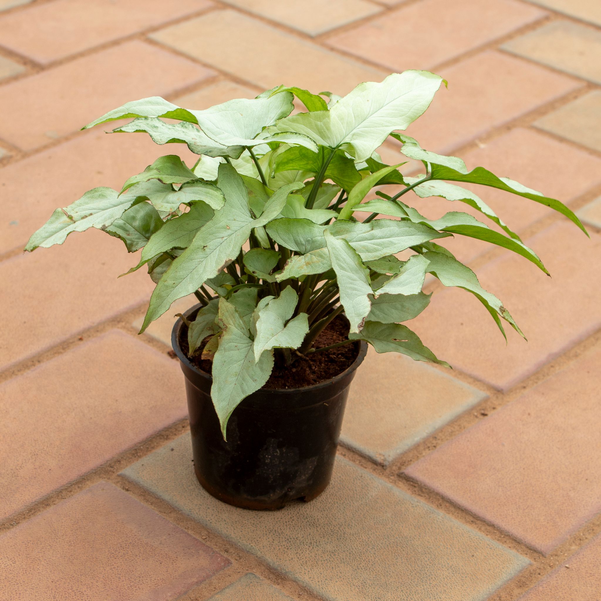 Syngonium White in 4 Inch Nursery Pot