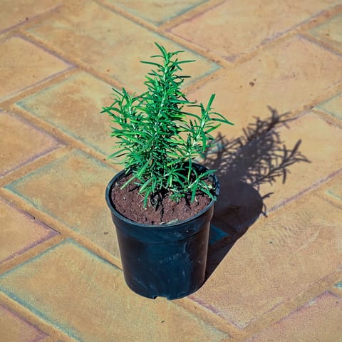 Rosemary in 4 Inch Black Nursery Pot